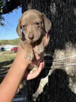 Rusty , a male Miniature Dachshund for sale in Mansfield, MO – 1 of 3