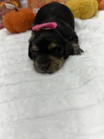 Minnie , a female Miniature Dachshund for sale in Mansfield, MO – 2 of 4