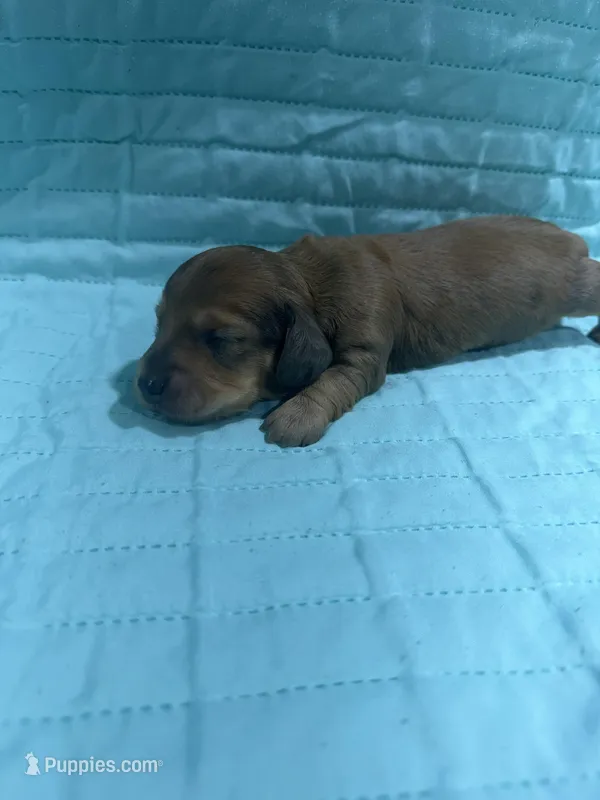 Lime – Dachshund, Miniature Dachshund puppy for sale in Mansfield, MO