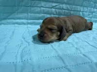 Lime, a male Dachshund and Miniature Dachshund for sale in Mansfield, MO – Photo 4 of 4