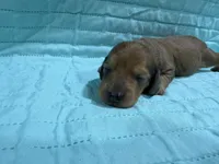 Lime, a male Dachshund and Miniature Dachshund for sale in Mansfield, MO – Photo 3 of 4