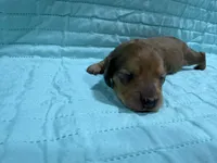 Lime, a male Dachshund and Miniature Dachshund for sale in Mansfield, MO – Photo 2 of 4