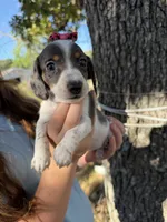 Ember , a female Miniature Dachshund for sale in Mansfield, MO – 2 of 4