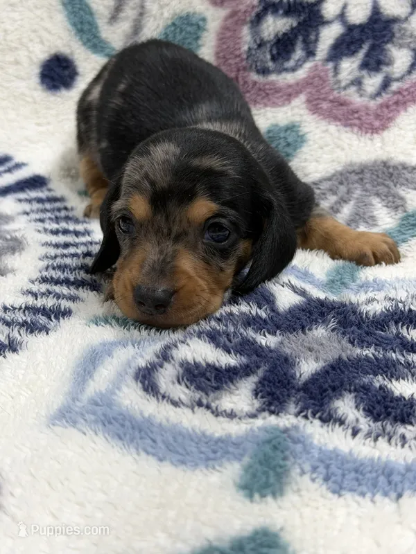 Axle  – Dachshund, Miniature Dachshund puppy for sale in Mansfield, MO