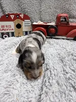 Elvis , a male Dachshund and Miniature Dachshund for sale in Mansfield, MO – 5 of 6