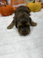 Mickey , a male Miniature Dachshund for sale in Mansfield, MO – 2 of 5