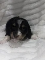 Berry , a male Dachshund and Miniature Dachshund for sale in Mansfield, MO – 5 of 6