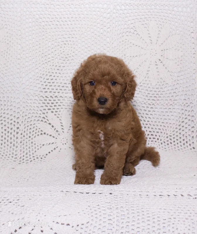 Pink – Miniature Goldendoodle puppy on hold in Hialeah, FL