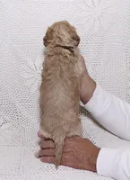 processed/2be10265-9b06-4dfe-b177-752f6c7ed9e7/listing/13787a76-9384-4538-a5b2-05ff9495f1d5/44627580-1709-4fdb-afc0-a9183a0cfa98