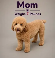 Green, a male Poodle - Miniature  for sale in Miami, FL – 4 of 4