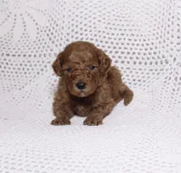 Light Green , a male Miniature Goldendoodle for sale in Hialeah, FL – 1 of 2