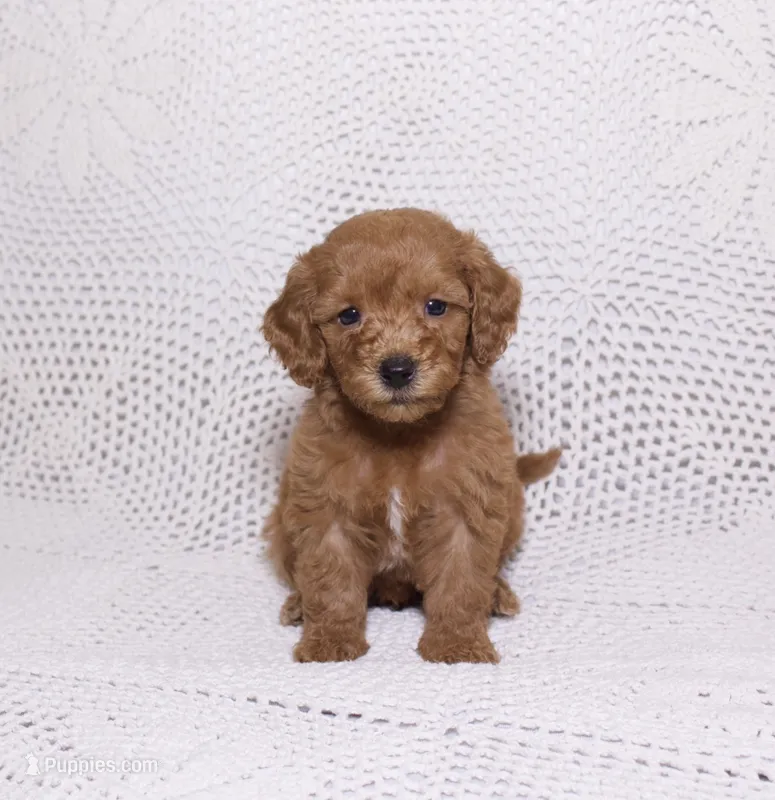 Blue – Miniature Goldendoodle puppy for sale in Hialeah, FL
