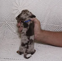 Rex, a male Miniature Dachshund for sale in Miami, FL – Photo 2 of 8