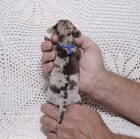 Rex, a male Dachshund for sale in Miami, FL – Photo 2 of 2