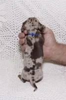 Rex, a male Miniature Dachshund for sale in Miami, FL – Photo 4 of 8