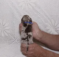 Rex, a male Miniature Dachshund for sale in Miami, FL – Photo 6 of 8