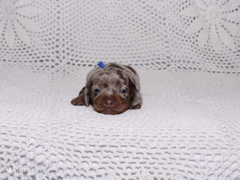 Rex – Dachshund puppy for sale in Miami, FL
