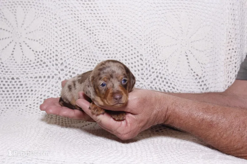 Rex – Dachshund puppy for sale in Miami, FL