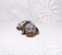 Rex, a male Dachshund for sale in Miami, FL – Photo 1 of 2