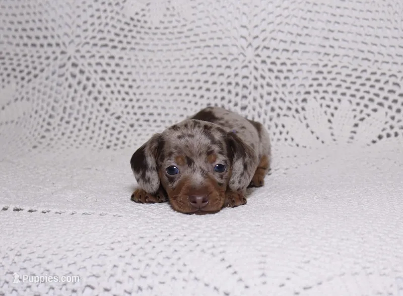 Rex – Miniature Dachshund puppy on hold in Miami, FL