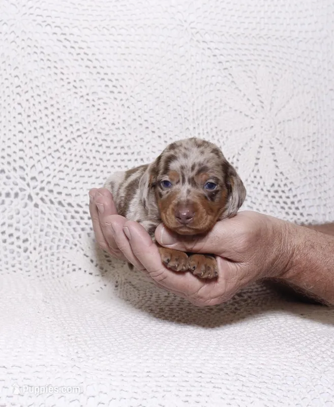 Coco – Dachshund puppy for sale in Miami, FL