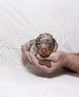 Coco, a male Miniature Dachshund for sale in Miami, FL – Photo 3 of 8