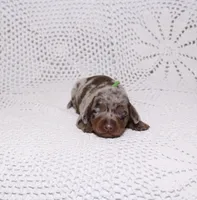 Coco, a male Dachshund for sale in Miami, FL – Photo 1 of 2