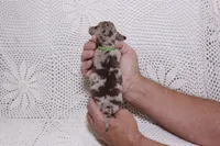 Coco, a male Dachshund for sale in Miami, FL – Photo 2 of 2