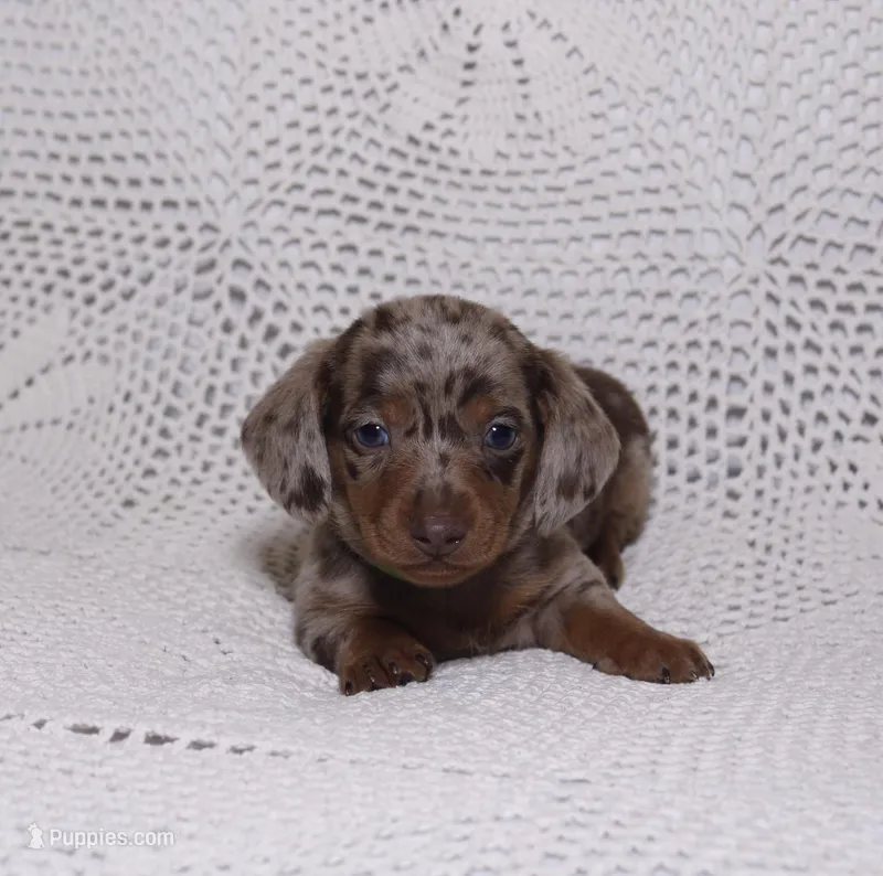 Coco, a male Miniature Dachshund for sale in Miami, FL – Photo 1 of 8