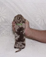 Coco, a male Miniature Dachshund for sale in Miami, FL – Photo 4 of 8