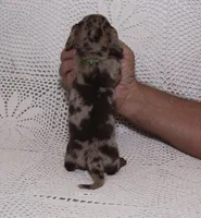 Coco, a male Miniature Dachshund for sale in Miami, FL – Photo 2 of 8