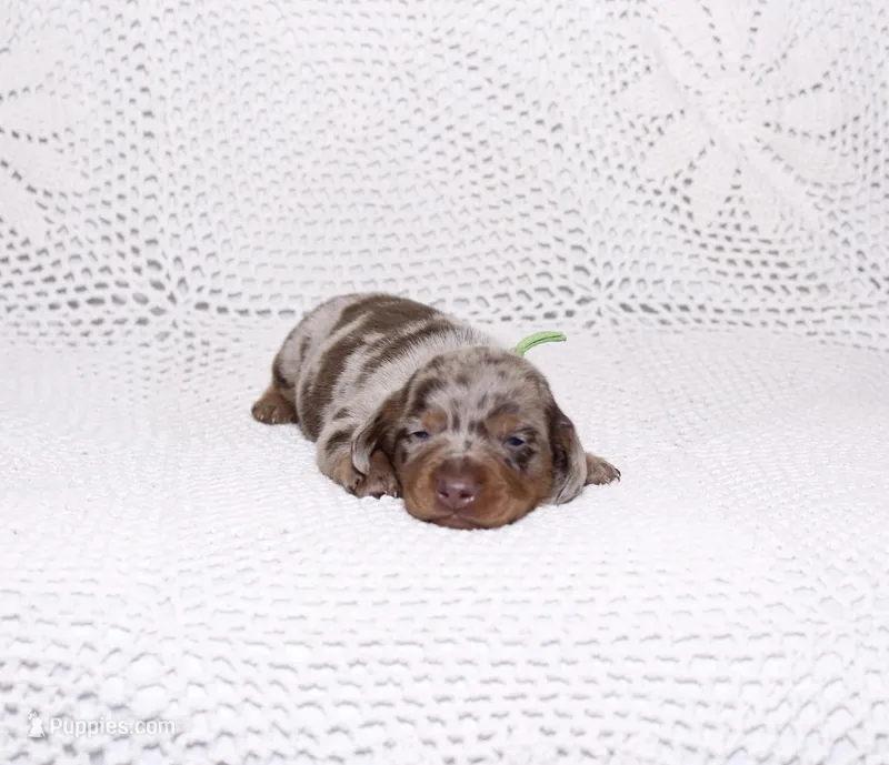 Coco – Dachshund puppy for sale in Miami, FL