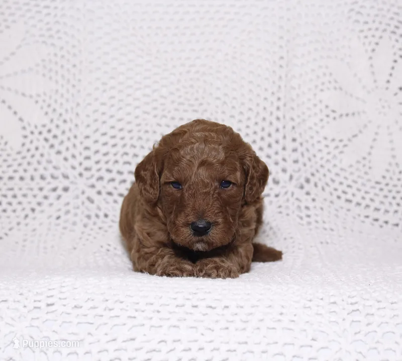 Pink – Miniature Goldendoodle puppy for sale in Hialeah, FL