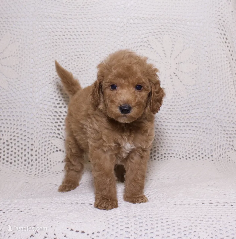 Purple – Miniature Goldendoodle puppy for sale in Hialeah, FL