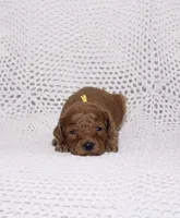 Yellow, a female Miniature Goldendoodle for sale in Hialeah, FL – 1 of 2