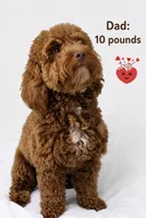 Blue, a female Poodle - Miniature  for sale in Miami, FL – 3 of 3