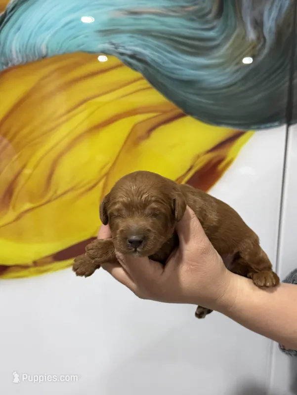 Milo – Miniature Goldendoodle puppy for sale in Miami, FL