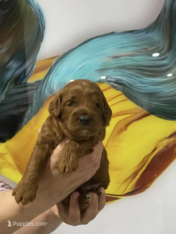 Milo – Miniature Goldendoodle puppy for sale in Miami, FL