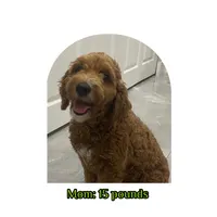 Milo, a male Miniature Goldendoodle for sale in Miami, FL – 4 of 4