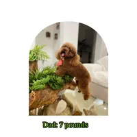 Milo, a male Miniature Goldendoodle for sale in Miami, FL – 3 of 4