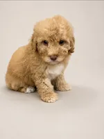 Purple, a male Poodle - Miniature  for sale in Miami, FL – 1 of 3