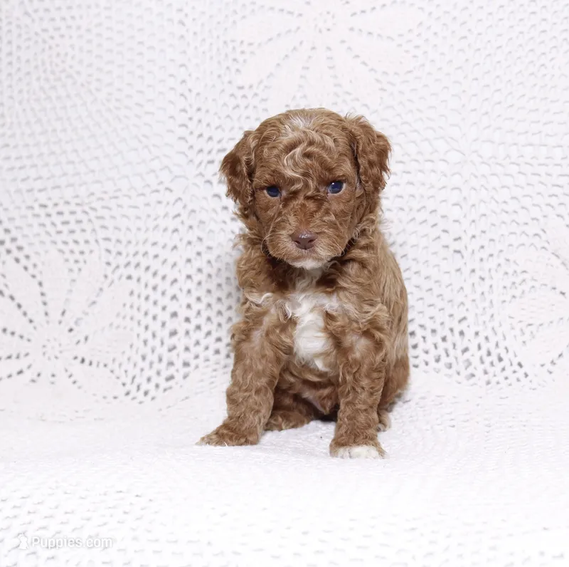 Black – Poodle - Miniature  puppy on hold in Miami, FL