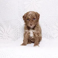 Black, a male Poodle - Miniature  for sale in Miami, FL – 1 of 6