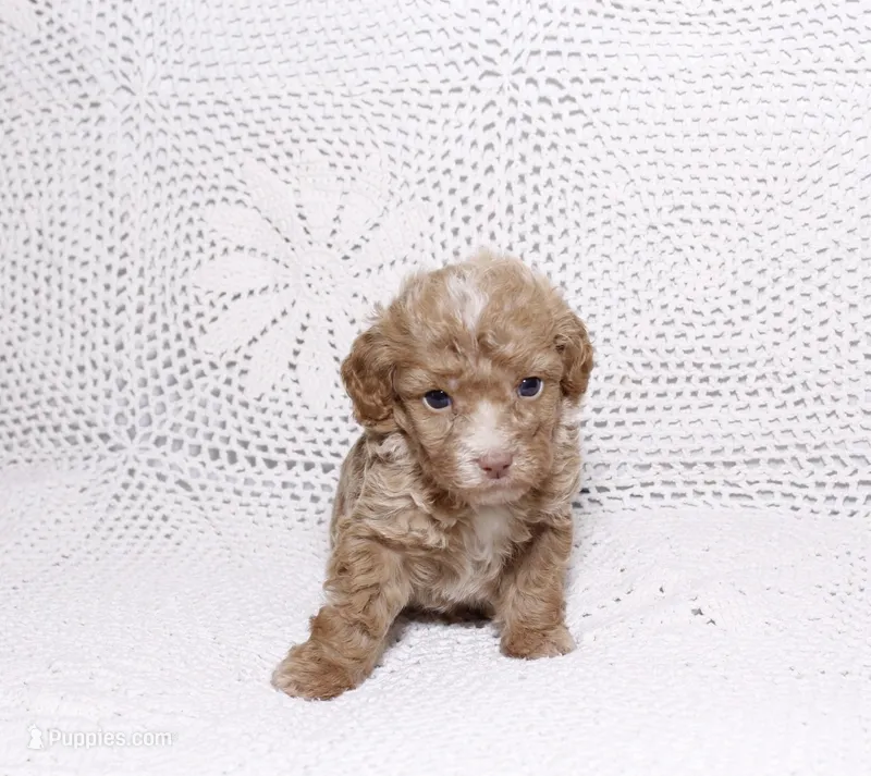 Green – Poodle - Miniature  puppy for sale in Miami, FL