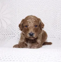 Green , a male Miniature Goldendoodle for sale in Hialeah, FL – 1 of 2