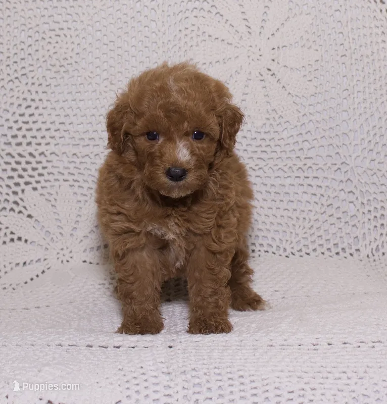 Orange  – Miniature Goldendoodle puppy for sale in Hialeah, FL