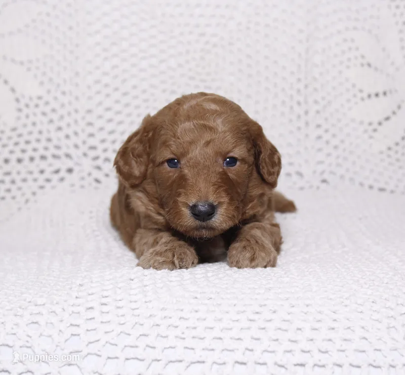 Black – Miniature Goldendoodle puppy for sale in Hialeah, FL