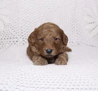 Black, a male Miniature Goldendoodle for sale in Hialeah, FL – 1 of 2