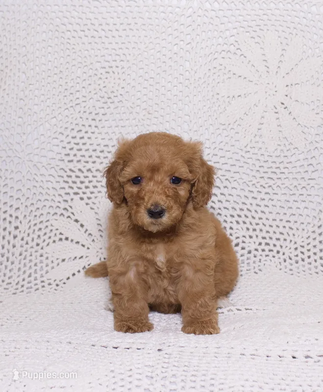 Red – Miniature Goldendoodle puppy for sale in Hialeah, FL