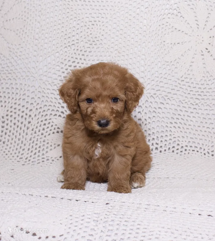 Brown – Miniature Goldendoodle puppy for sale in Hialeah, FL